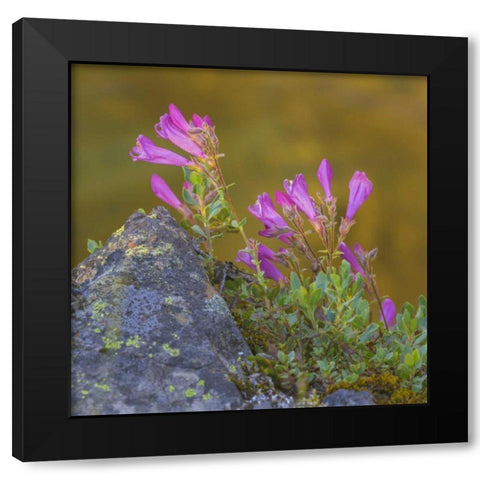 Washington, Wenatchee NF Penstemon flowers Black Modern Wood Framed Art Print with Double Matting by Paulson, Don