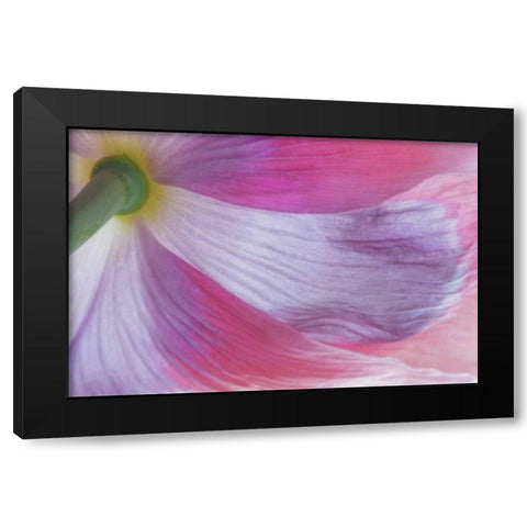 Washington, Seabeck Underside of poppy flower Black Modern Wood Framed Art Print by Paulson, Don