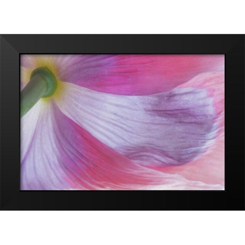 Washington, Seabeck Underside of poppy flower Black Modern Wood Framed Art Print by Paulson, Don