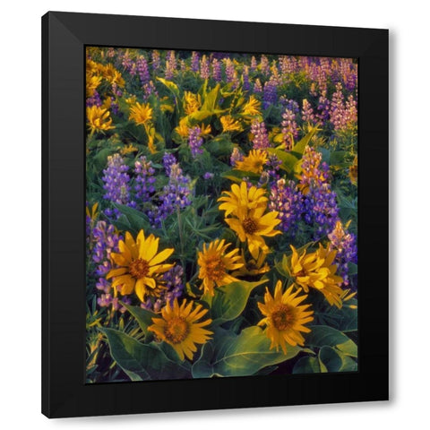 Washington Balsamroot and lupine at dusk Black Modern Wood Framed Art Print by Terrill, Steve