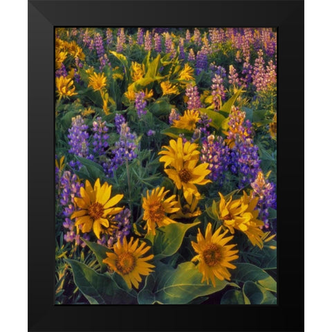 Washington Balsamroot and lupine at dusk Black Modern Wood Framed Art Print by Terrill, Steve