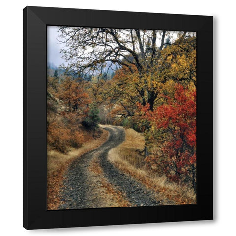 WA, Columbia Gorge NSA Road and autumn oaks Black Modern Wood Framed Art Print by Terrill, Steve