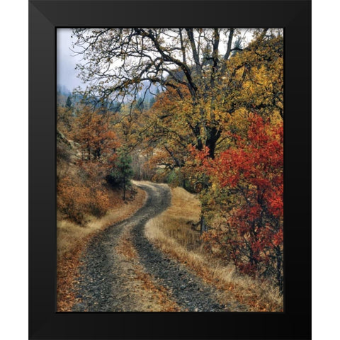 WA, Columbia Gorge NSA Road and autumn oaks Black Modern Wood Framed Art Print by Terrill, Steve