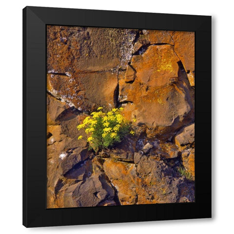 USA, Washington Lomatium flowers on basalt rocks Black Modern Wood Framed Art Print with Double Matting by Terrill, Steve
