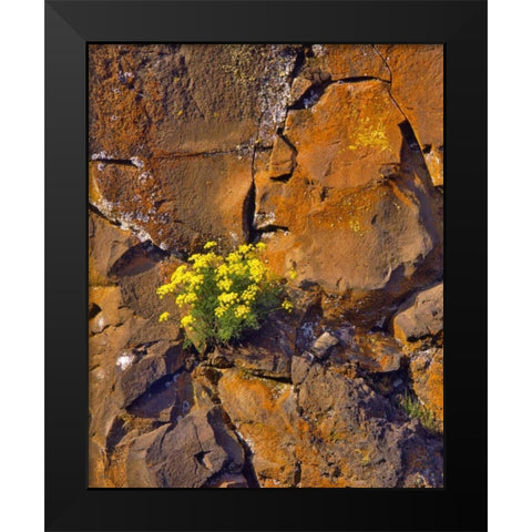 USA, Washington Lomatium flowers on basalt rocks Black Modern Wood Framed Art Print by Terrill, Steve