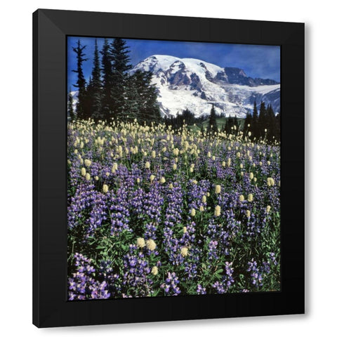 WA, Paradise Park Field of lupine and bistort Black Modern Wood Framed Art Print with Double Matting by Terrill, Steve