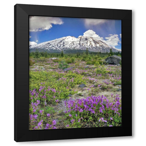 WA, Gifford Pinchot NF Mount St Helens landscape Black Modern Wood Framed Art Print by Terrill, Steve