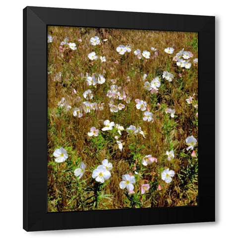 WA, Klickitat Co, Wild primrose in field Black Modern Wood Framed Art Print with Double Matting by Terrill, Steve