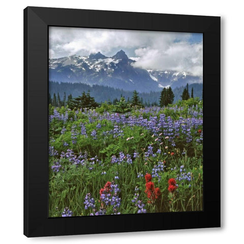 WA, Mount Rainier NP Lupine and paintbrush Black Modern Wood Framed Art Print by Terrill, Steve