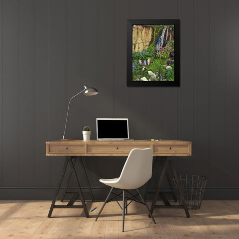 WA, Mount Rainier NP Lupine and monkey flower Black Modern Wood Framed Art Print by Terrill, Steve