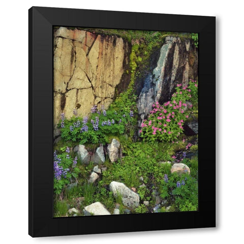 WA, Mount Rainier NP Lupine and monkey flower Black Modern Wood Framed Art Print with Double Matting by Terrill, Steve