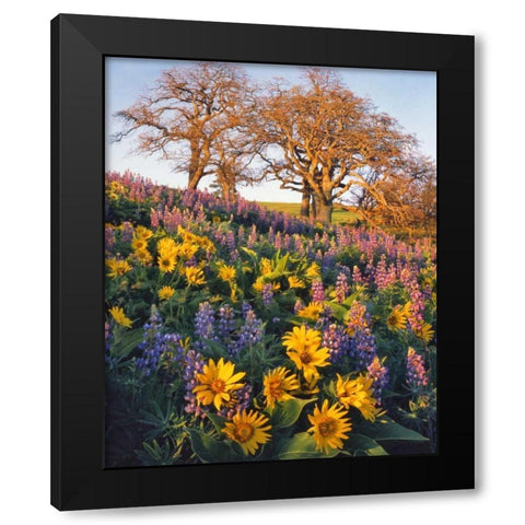 WA, Balsamroot, lupine, and oaks on hillside Black Modern Wood Framed Art Print by Terrill, Steve