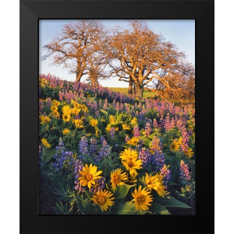 WA, Balsamroot, lupine, and oaks on hillside Black Modern Wood Framed Art Print by Terrill, Steve
