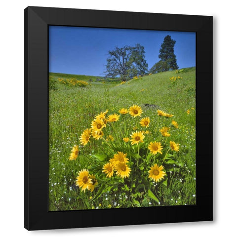 WA, Balsamroot, pine and oak trees on hillside Black Modern Wood Framed Art Print by Terrill, Steve
