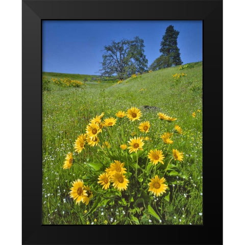 WA, Balsamroot, pine and oak trees on hillside Black Modern Wood Framed Art Print by Terrill, Steve