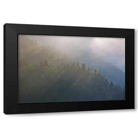 WA, Maple Grove Coastal forest in morning fog Black Modern Wood Framed Art Print by Delisle, Gilles