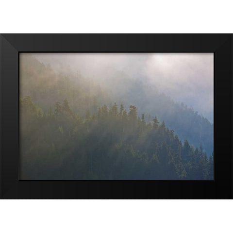 WA, Maple Grove Coastal forest in morning fog Black Modern Wood Framed Art Print by Delisle, Gilles