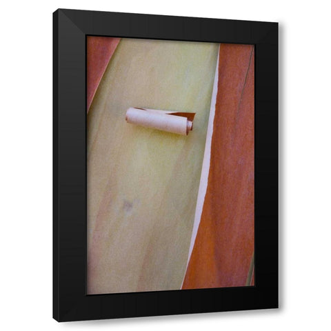 Washington, Port Townsend Madrone tree bark Black Modern Wood Framed Art Print by Delisle, Gilles
