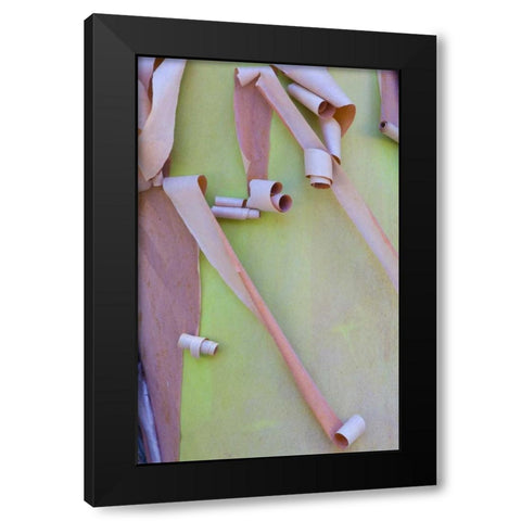 Washington, Port Townsend Madrone tree bark Black Modern Wood Framed Art Print by Delisle, Gilles