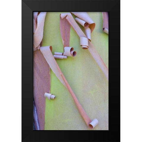Washington, Port Townsend Madrone tree bark Black Modern Wood Framed Art Print by Delisle, Gilles