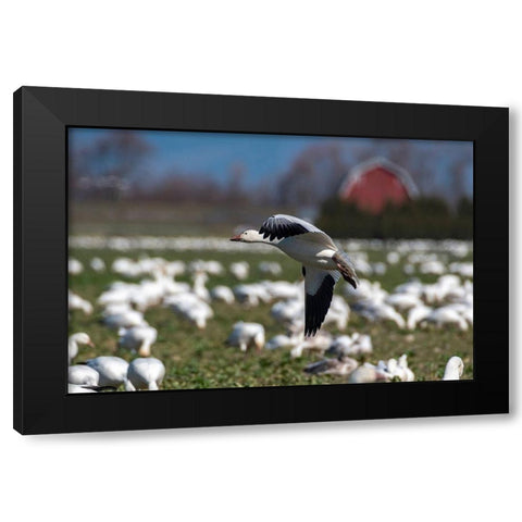 Washington State-Skagit Valley Lesser snow geese flock  Black Modern Wood Framed Art Print by Jaynes Gallery
