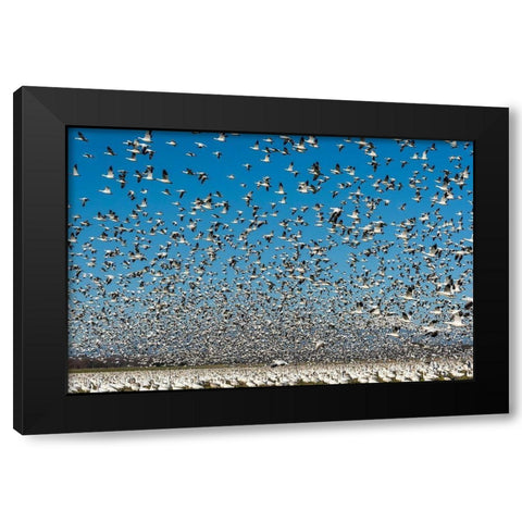 Washington State-Skagit Valley Lesser snow geese flock takeoff  Black Modern Wood Framed Art Print with Double Matting by Jaynes Gallery