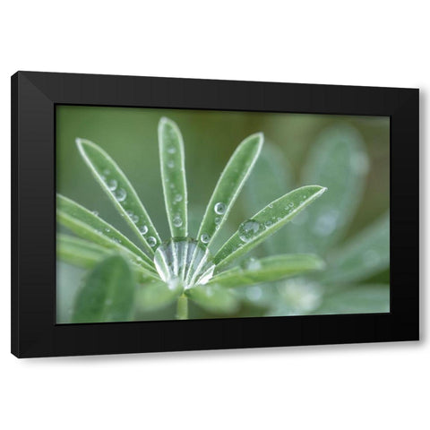 Washington State-Port Townsend Raindrops on lupine at Fort Worden State Park Black Modern Wood Framed Art Print by Jaynes Gallery