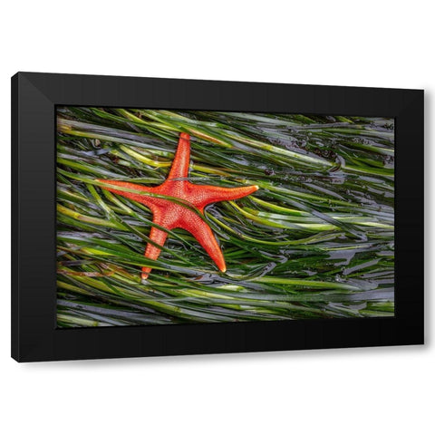 Washington State-Salt Creek Recreation Area Blood star and wet eelgrass Black Modern Wood Framed Art Print by Jaynes Gallery