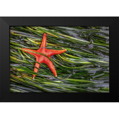 Washington State-Salt Creek Recreation Area Blood star and wet eelgrass Black Modern Wood Framed Art Print by Jaynes Gallery