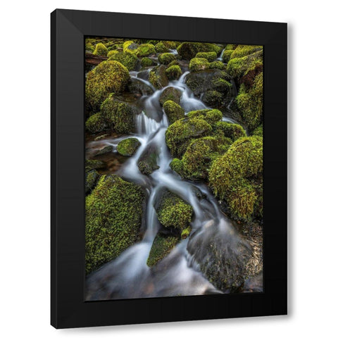 Washington State-Olympic National Park Cedar Creek scenic Black Modern Wood Framed Art Print by Jaynes Gallery