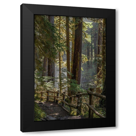 Washington State-Olympic National Park Walkway past trees and creek Black Modern Wood Framed Art Print with Double Matting by Jaynes Gallery