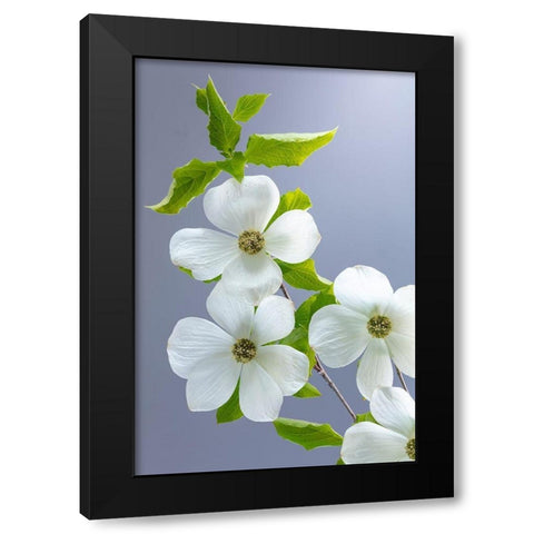 Washington State-Seabeck Pacific dogwood flower close-up Black Modern Wood Framed Art Print by Jaynes Gallery