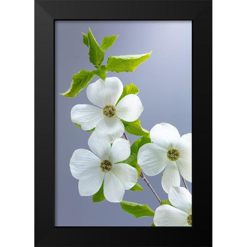 Washington State-Seabeck Pacific dogwood flower close-up Black Modern Wood Framed Art Print by Jaynes Gallery