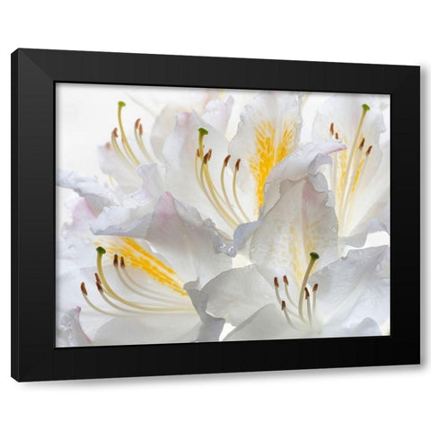 Washington State-Seabeck White Azalea #2 Black Modern Wood Framed Art Print by Jaynes Gallery