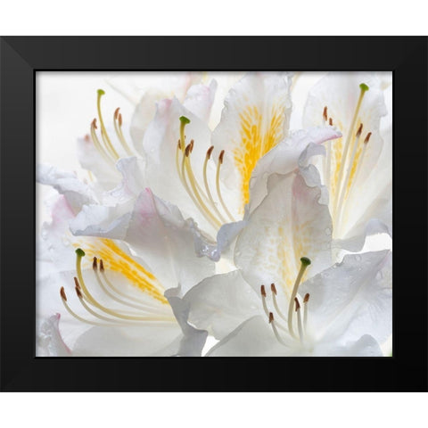 Washington State-Seabeck White Azalea #2 Black Modern Wood Framed Art Print by Jaynes Gallery
