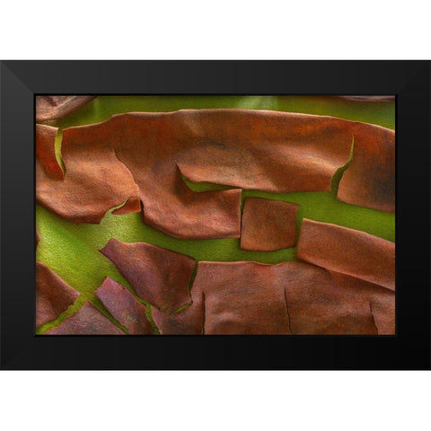 Washington-Seabeck Peeling madrone tree bark  Black Modern Wood Framed Art Print by Jaynes Gallery