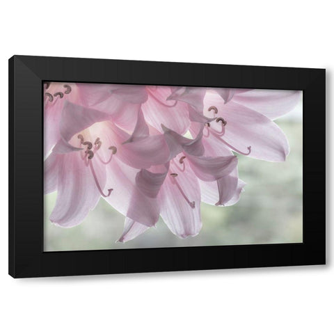 Washington-Seabeck Pale pink lilies close-up  Black Modern Wood Framed Art Print by Jaynes Gallery