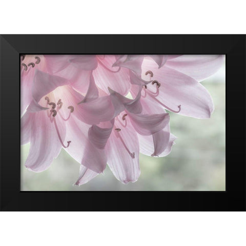 Washington-Seabeck Pale pink lilies close-up  Black Modern Wood Framed Art Print by Jaynes Gallery