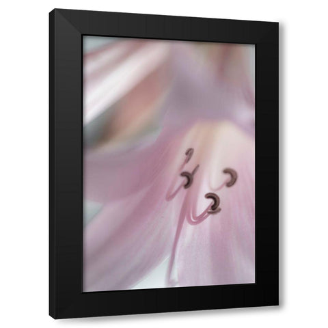 Washington-Seabeck Pale pink lily close-up  Black Modern Wood Framed Art Print by Jaynes Gallery