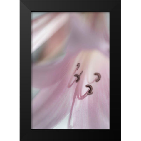 Washington-Seabeck Pale pink lily close-up  Black Modern Wood Framed Art Print by Jaynes Gallery