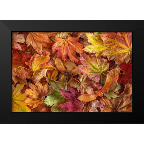 Washington State-Seabeck Fallen vine maple leaves and seed heads  Black Modern Wood Framed Art Print by Jaynes Gallery