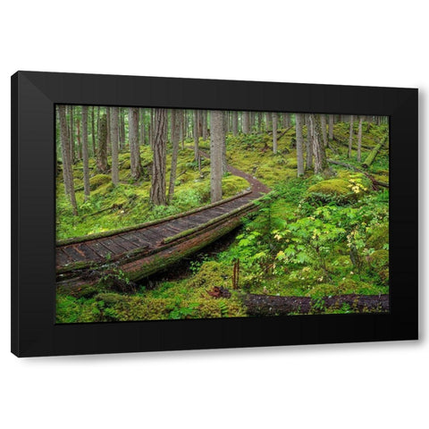 Washington State-Olympic National Forest Panoramic of Lower Dungeness Trail in forest  Black Modern Wood Framed Art Print by Jaynes Gallery