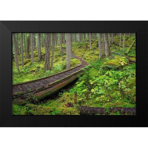 Washington State-Olympic National Forest Panoramic of Lower Dungeness Trail in forest  Black Modern Wood Framed Art Print by Jaynes Gallery