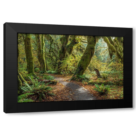 Washington State-Olympic National Park Panoramic composite of trail through mossy forest  Black Modern Wood Framed Art Print by Jaynes Gallery
