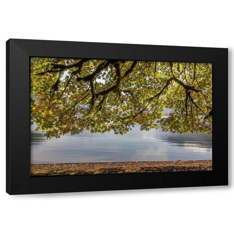 Washington State-Olympic National Park Bigleaf maple tree and lake  Black Modern Wood Framed Art Print by Jaynes Gallery