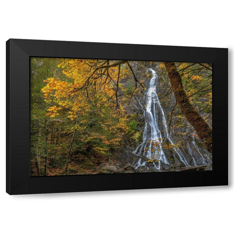 Washington State-Olympic National Forest Rocky Brook Falls and forest  Black Modern Wood Framed Art Print by Jaynes Gallery