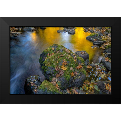 Washington State-Olympic National Forest Reflections of autumn in Rocky Creek  Black Modern Wood Framed Art Print by Jaynes Gallery