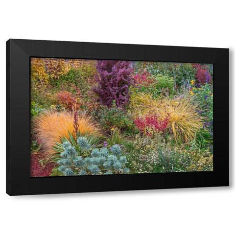 Washington State-Lemolo Garden in autumn  Black Modern Wood Framed Art Print by Jaynes Gallery