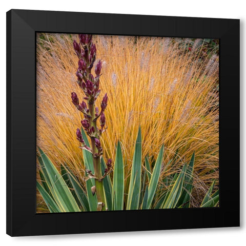 Yucca and Ornamental Grass in Fall-Washington-Lemolo  Black Modern Wood Framed Art Print by Jaynes Gallery