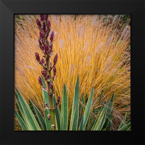 Yucca and Ornamental Grass in Fall-Washington-Lemolo  Black Modern Wood Framed Art Print by Jaynes Gallery